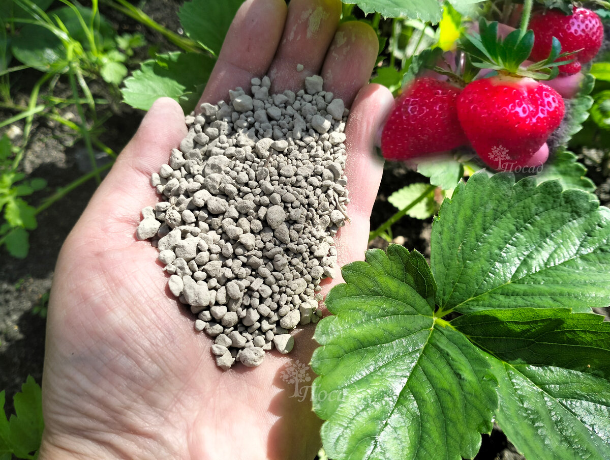 Welchen Dünger sollten Sie beim Pflanzen von Erdbeeren im Herbst ausbringen?