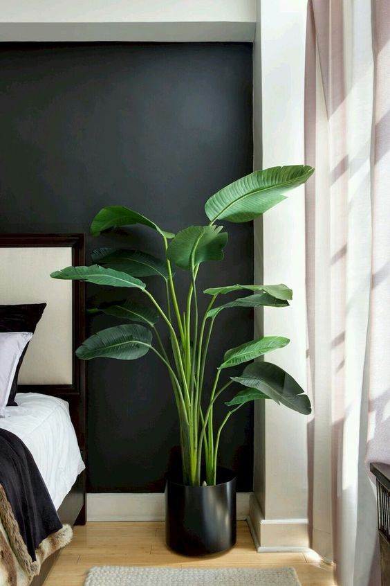Welche Zimmerpflanzen kann man im Schlafzimmer halten?
