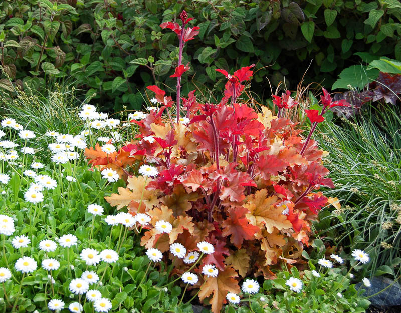 Welche Pflanze blüht bis zum späten Herbst?