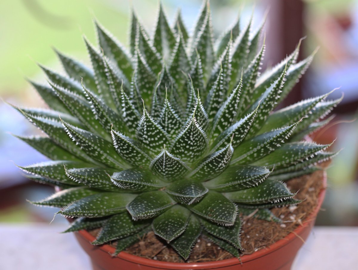 Zu welcher Pflanzenart gehört die Aloe?