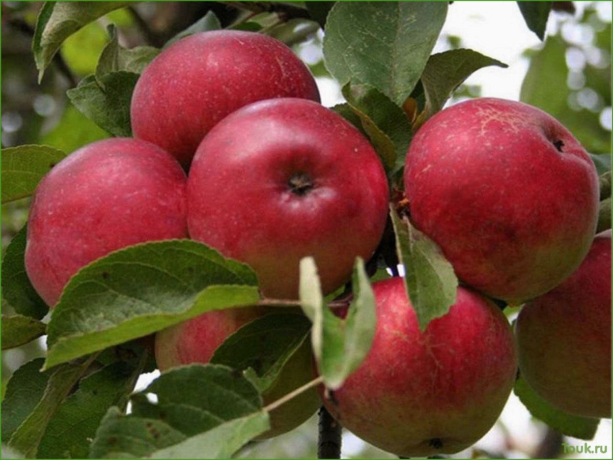 Zu welcher Pflanzengruppe gehört der Apfelbaum?