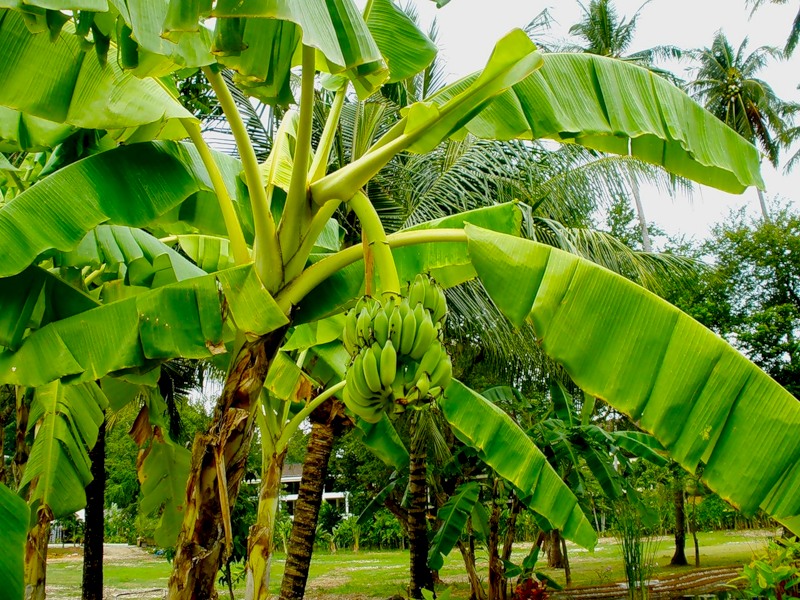 Zu welcher Pflanzenart gehört die Banane?