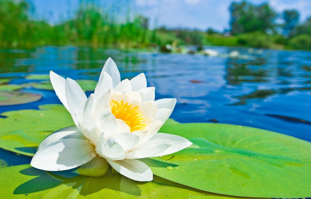 Zu welcher Pflanzengruppe gehört die Seerose?