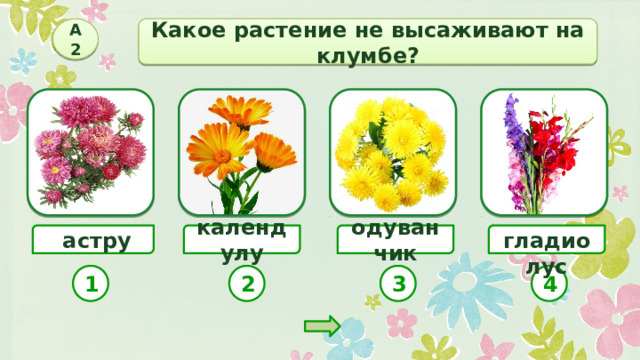 Welche Pflanze wird nicht im Blumenbeet ausgepflanzt?
