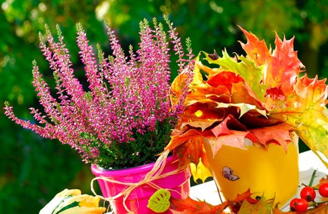Welche Pflanzen werden im Herbst gepflanzt?
