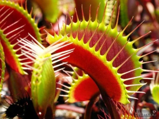 Welche Pflanzen sind Raubpflanzen für Insekten? Antwort?