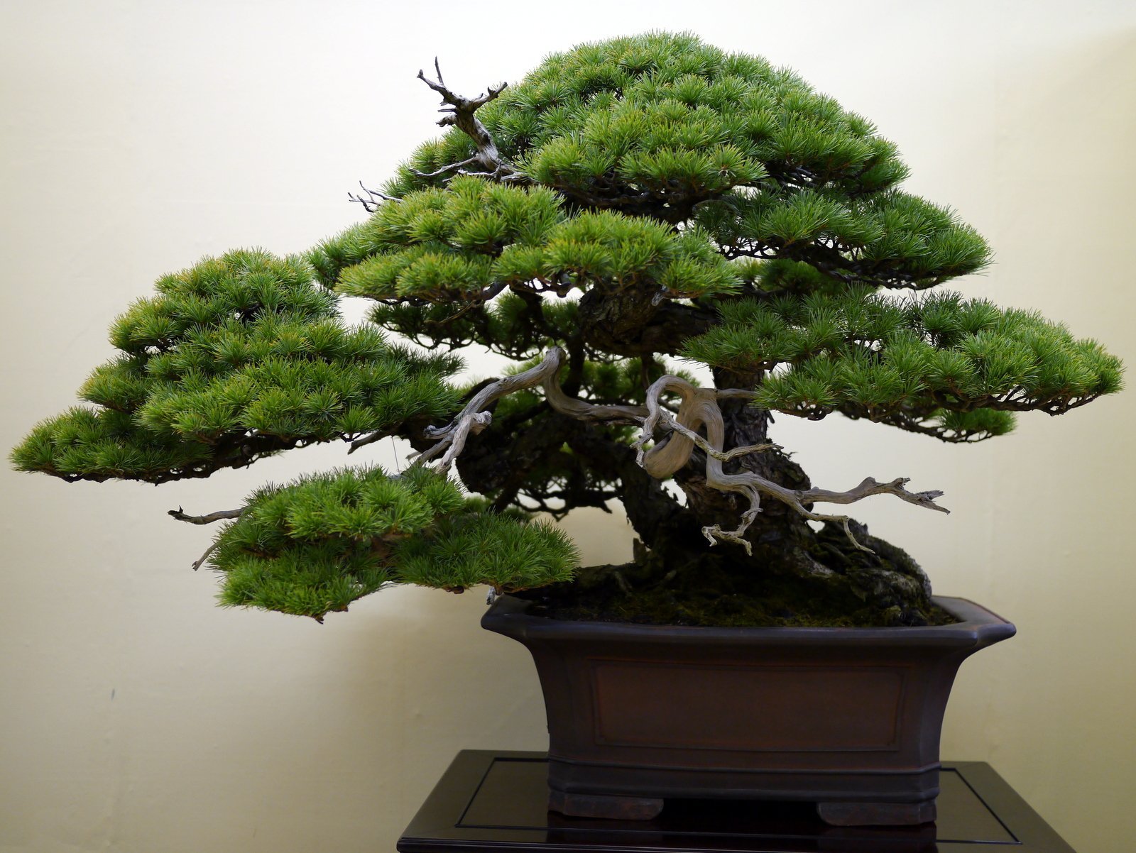 Aus welchen Pflanzen macht man Bonsai?
