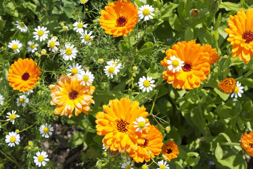 Welche Pflanzen mögen Bienen nicht?