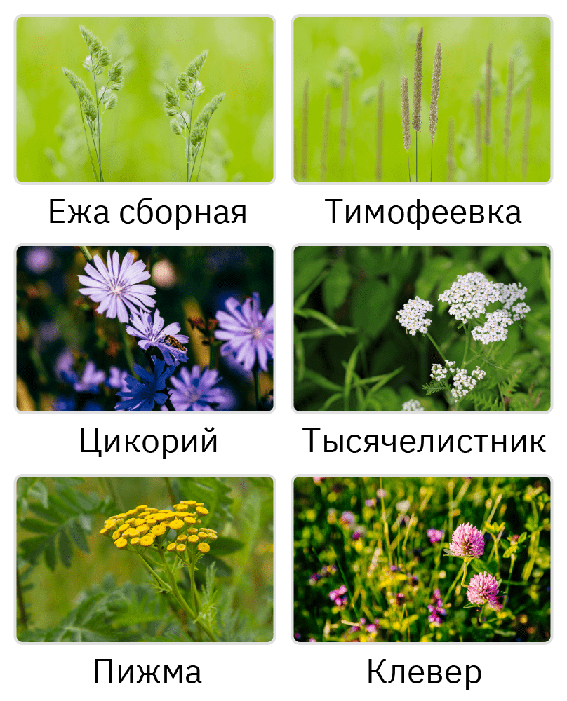 Welche Pflanzen wachsen auf der Wiese?