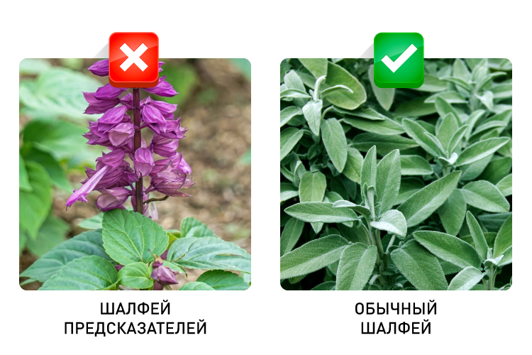 Welche Pflanzen darf man im Garten nicht anbauen?