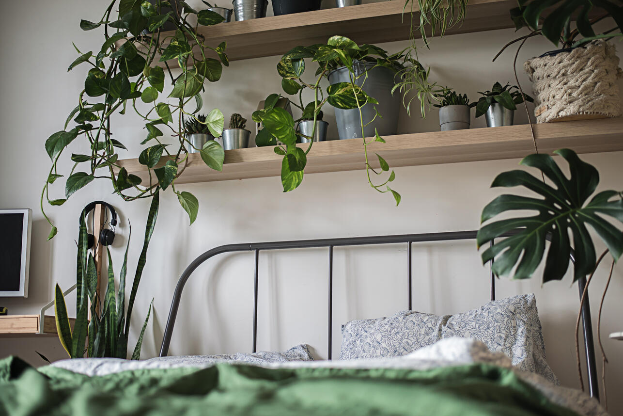 Welche Pflanzen sollten Sie nicht im Schlafzimmer halten?