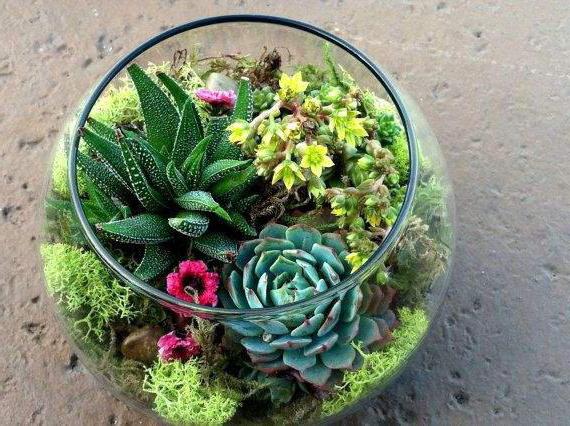 Welche Pflanzen eignen sich für ein Florarium?