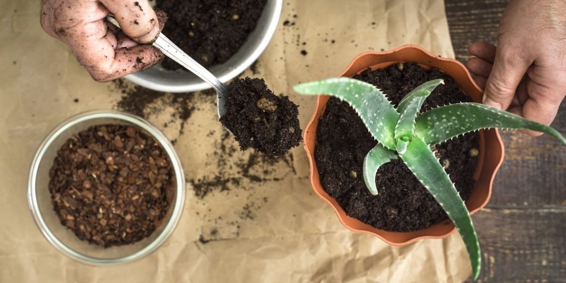 Welche Erde wird für die Aloe benötigt?