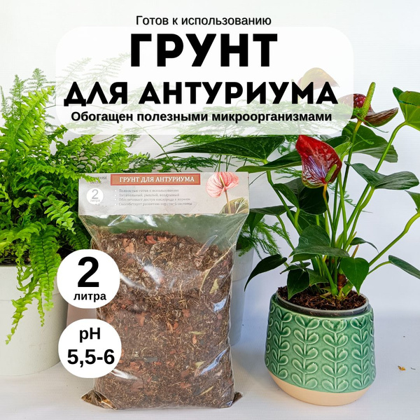 Welche Erde wird für Anthurium benötigt?