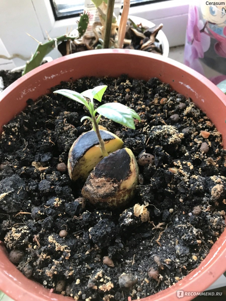 Welche Erde wird für die Avocado benötigt?