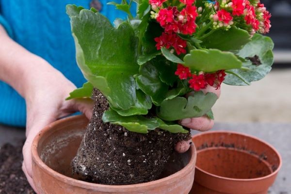 Welche Erde wird für die blühende Kalanchoe benötigt?