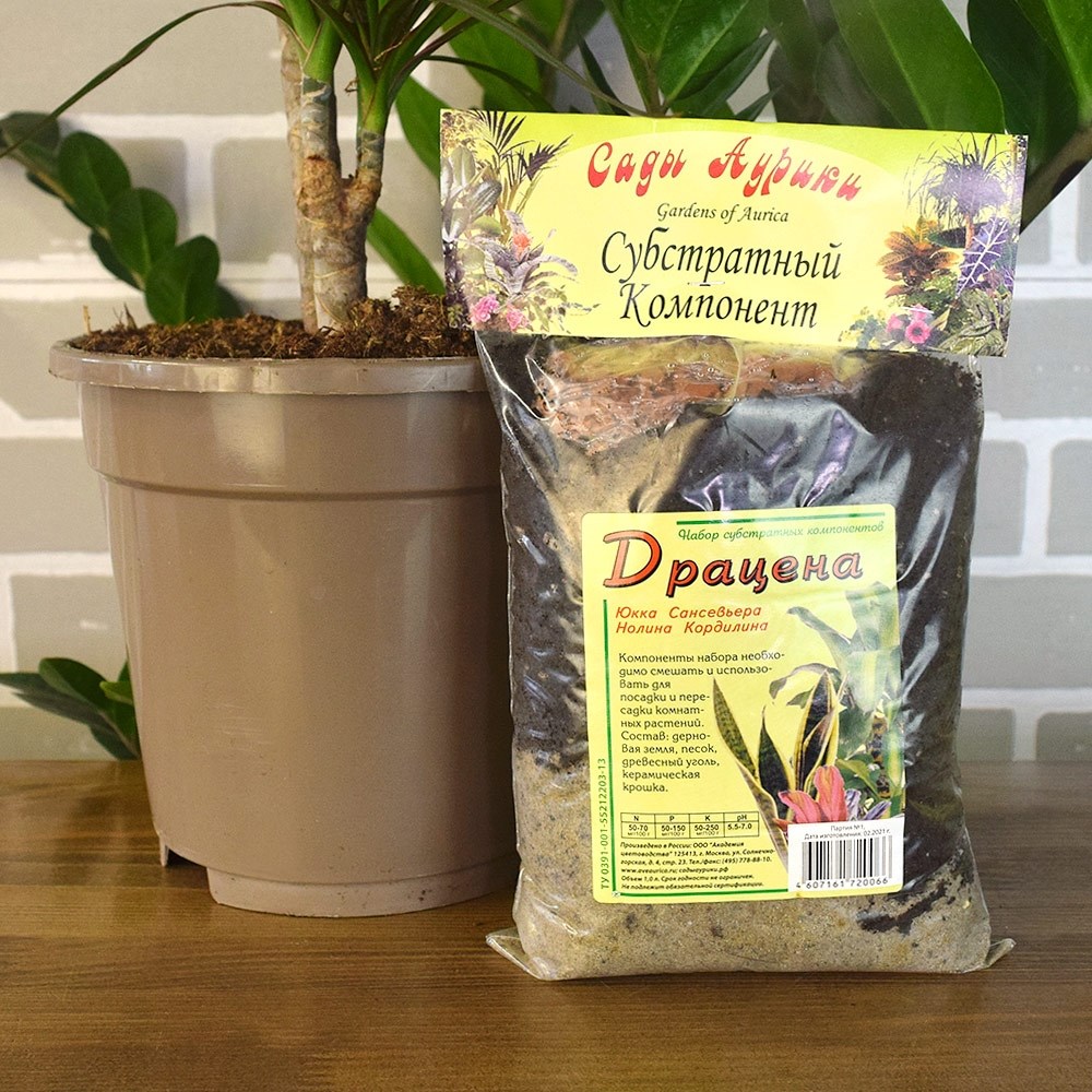 Welche Erde braucht die Dracaena?