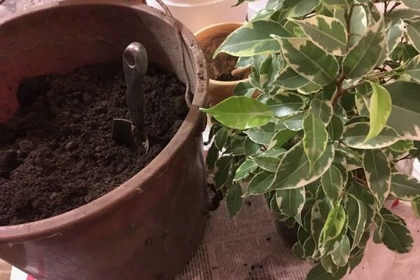 Welche Erde wird für einen Ficus benötigt?