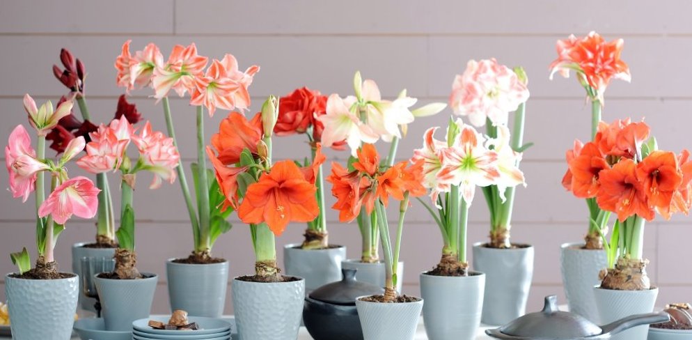 Welcher Boden wird für Hippeastrum benötigt?