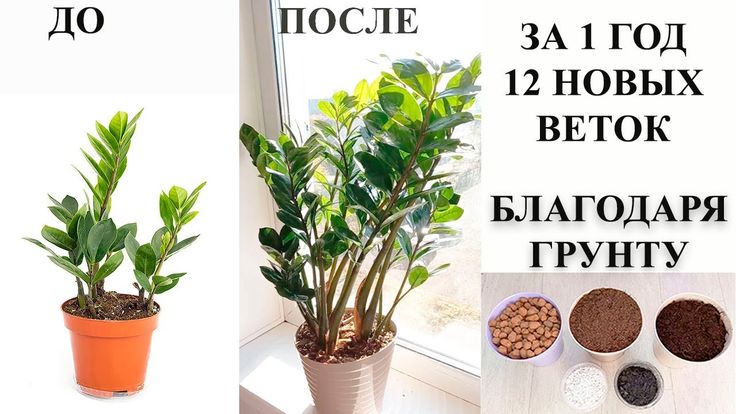 Welcher Boden ist für Zamioculcas geeignet?