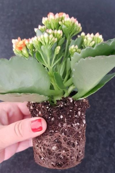 Welche Erde eignet sich für Kalanchoe?