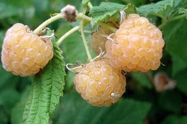 Weiße Himbeere