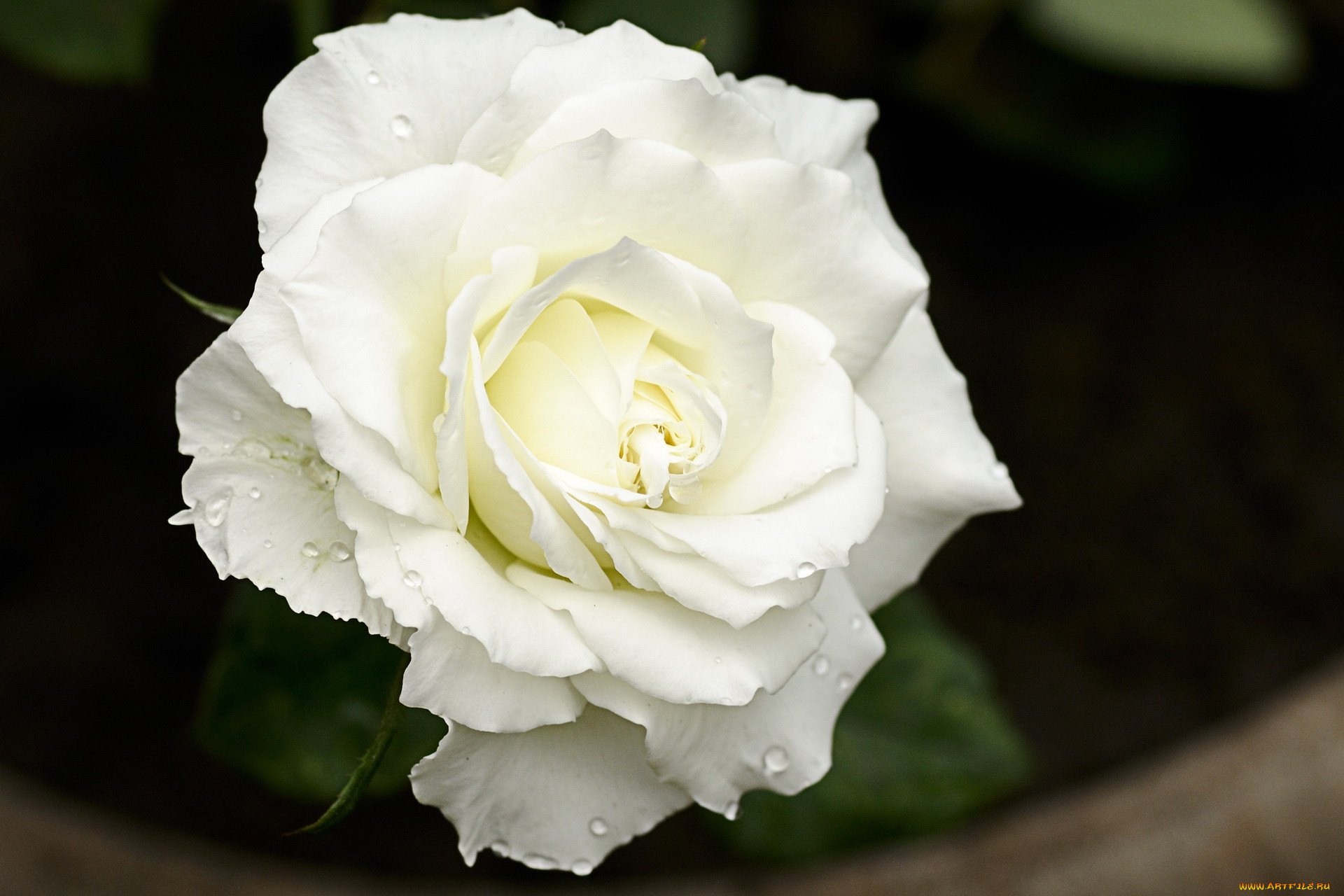 Weiße Rose: Sorten