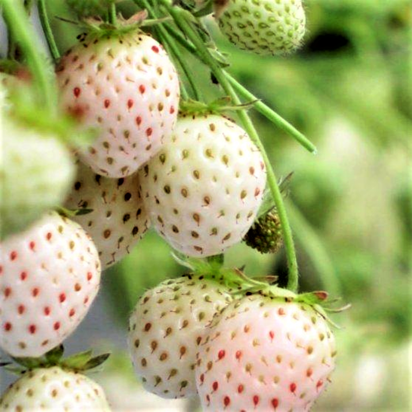 Weiße Erdbeere Pineberry