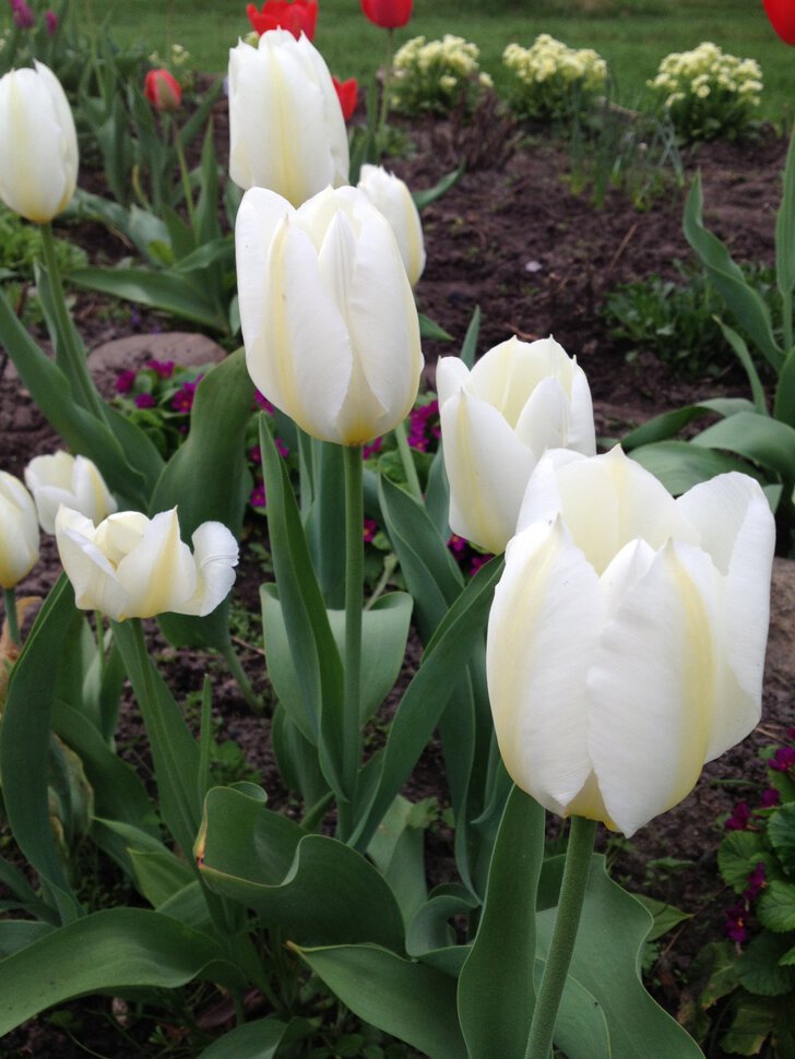Weiße Tulpen