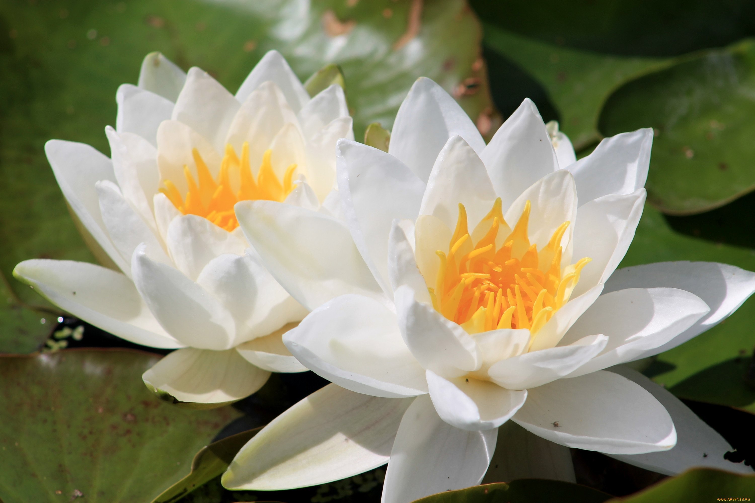 Pflanze: Weiße Seerose