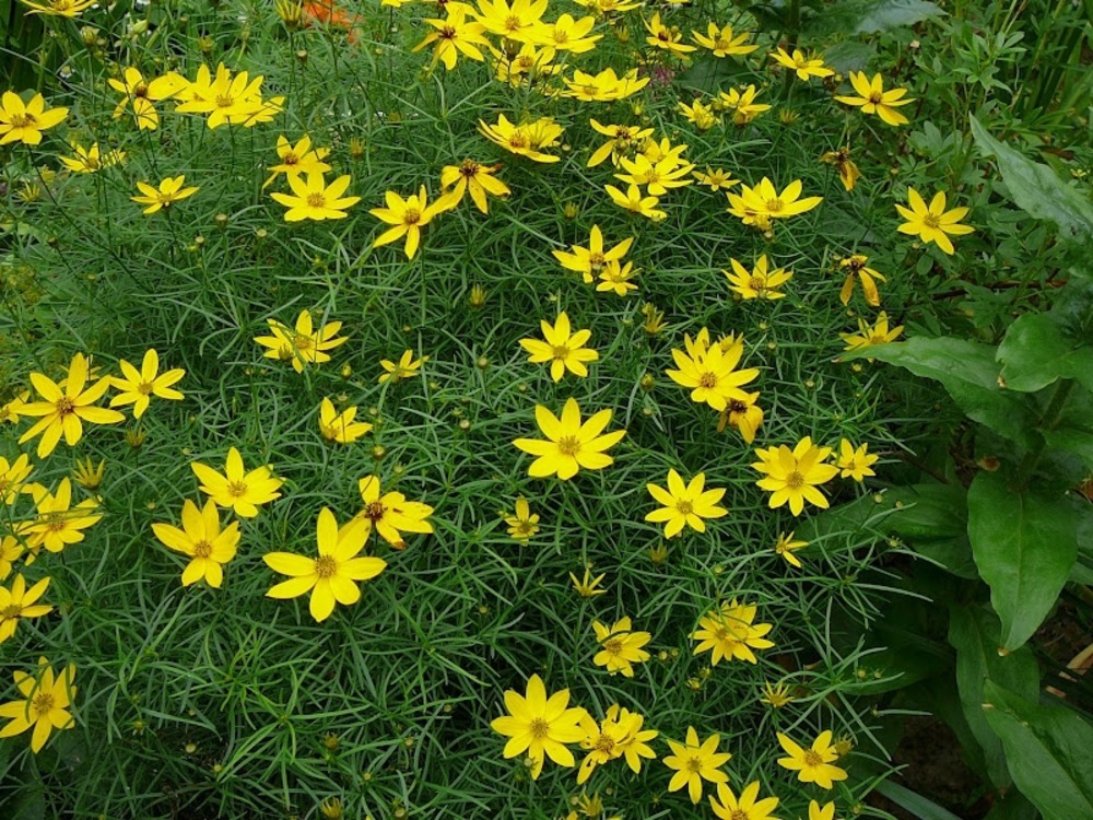 Koreopsis mutowtschatij – Pflanzung und Pflege