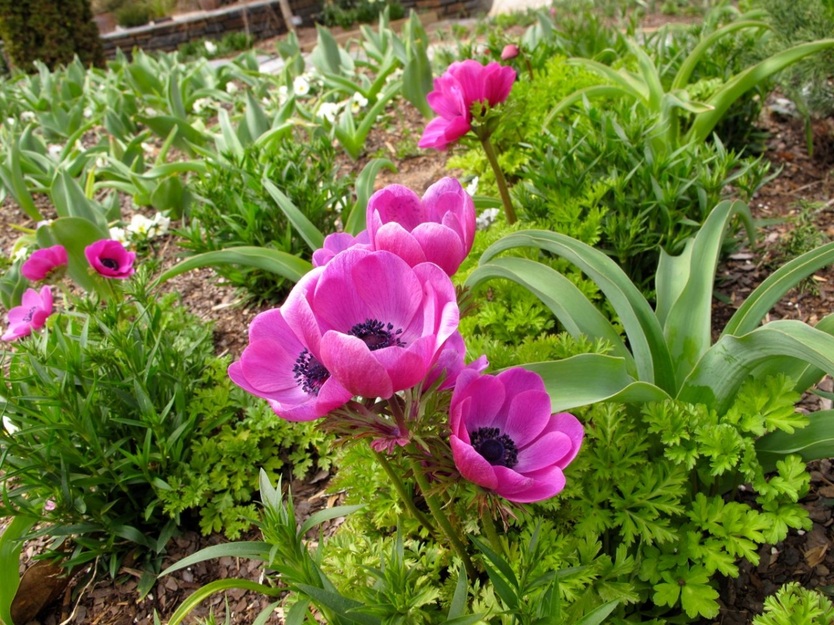 Warum das Pflanzen und Pflegen von Anemonen interessant ist