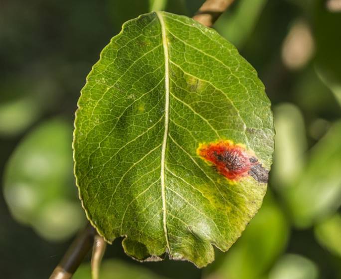 Warum werden die Blätter der Birne rot und was ist zu tun?