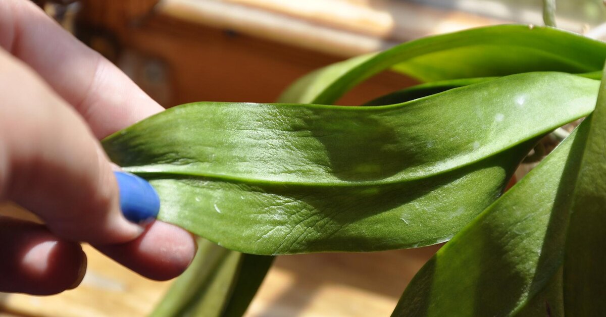 Warum welken die Blätter von Tulpen und was kann man dagegen tun?
