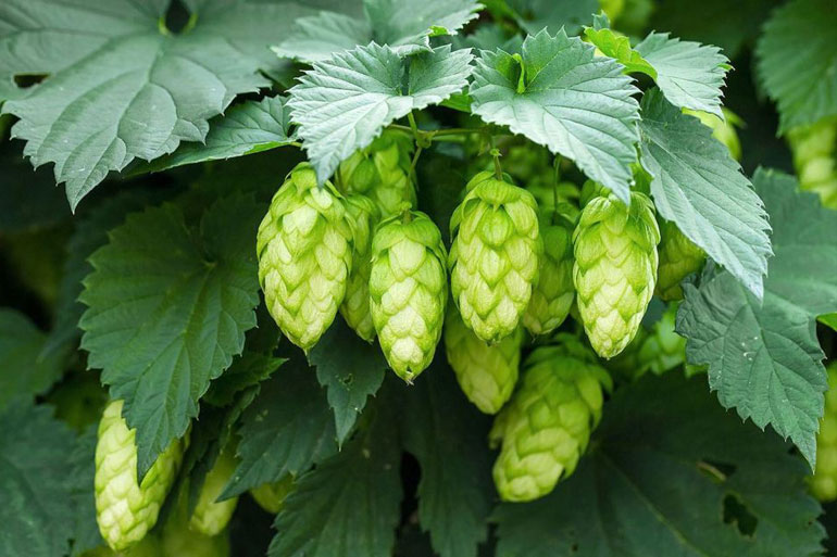 Wilder Hopfen