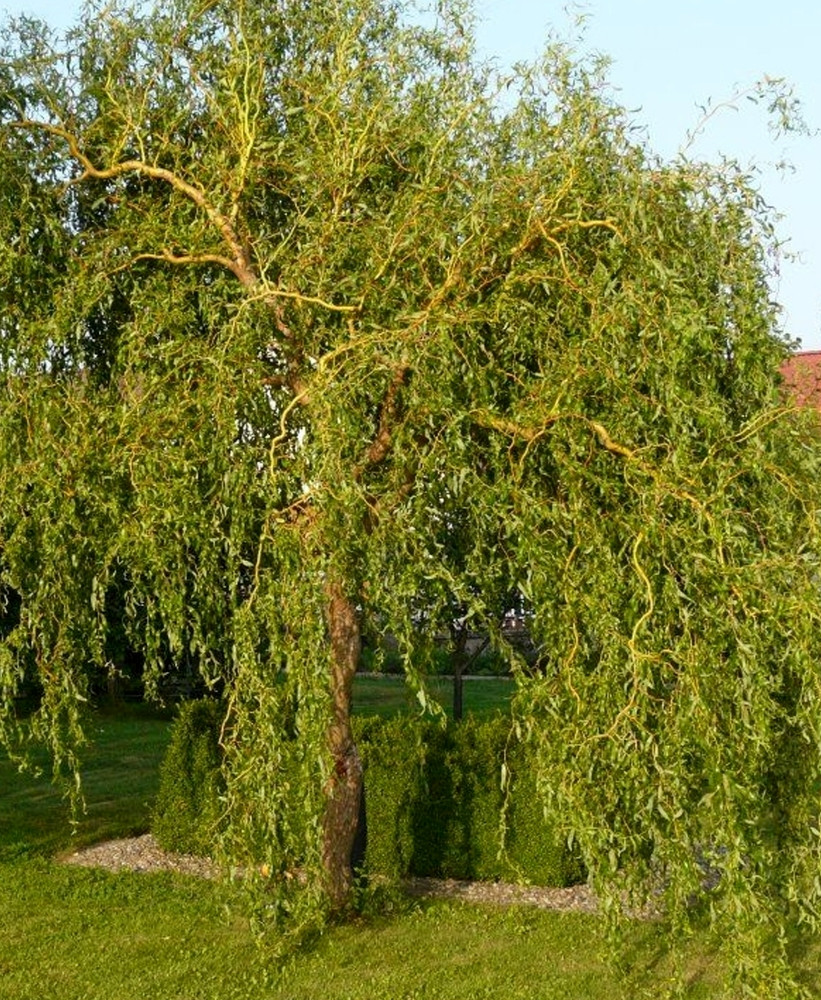 Iwa Matsudana pflanzen und pflegen