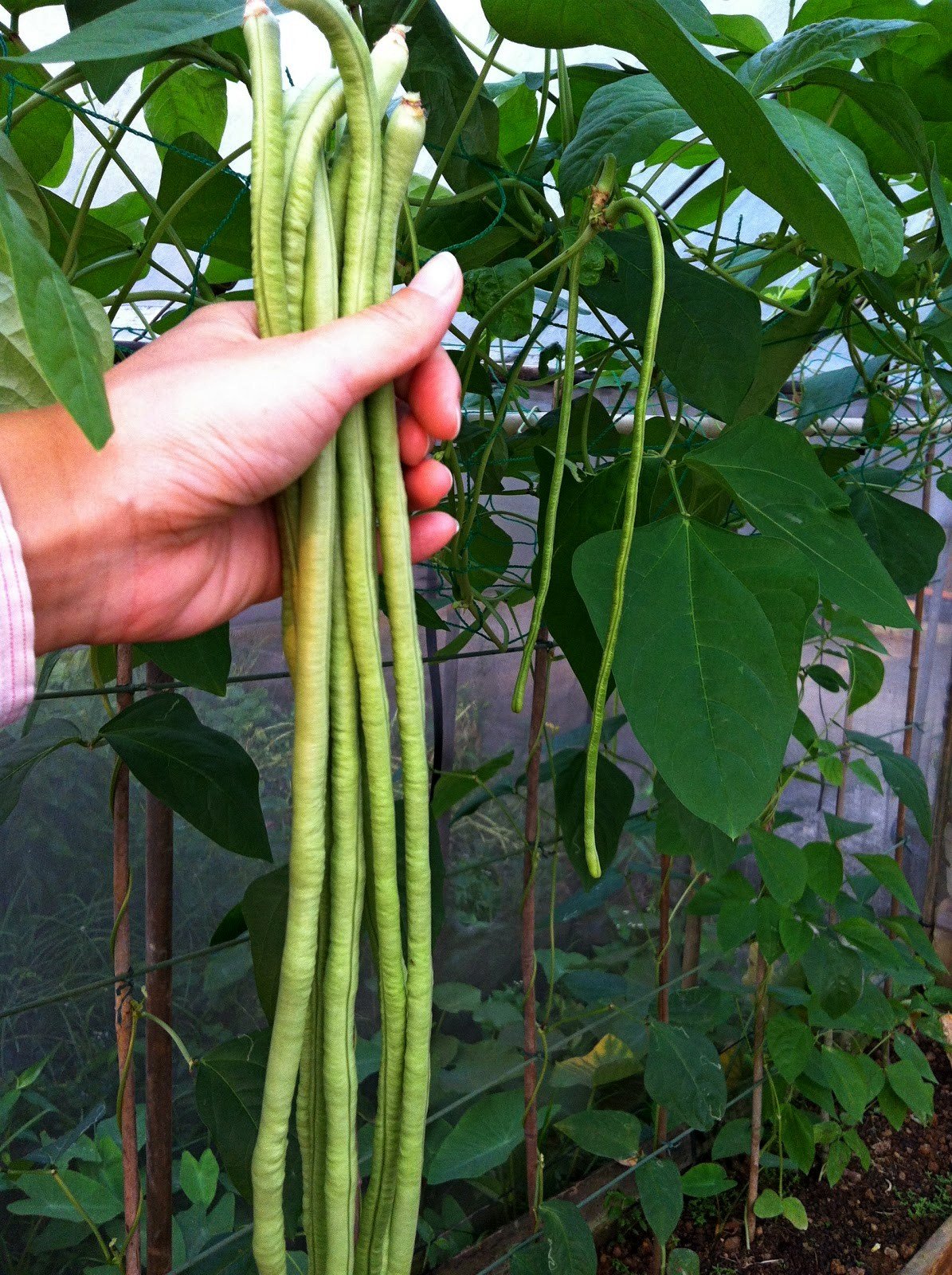 Vigna-Bohnen-Anbau