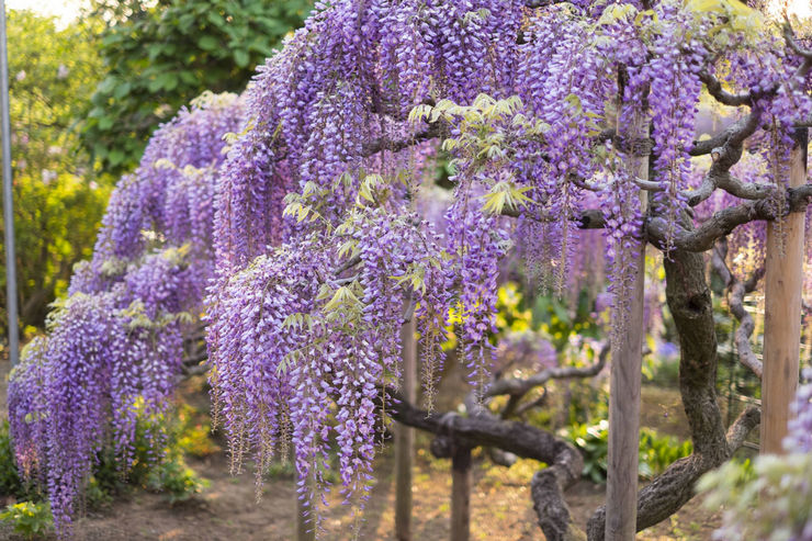 Wisteria – Anbau und Pflege im Freiland