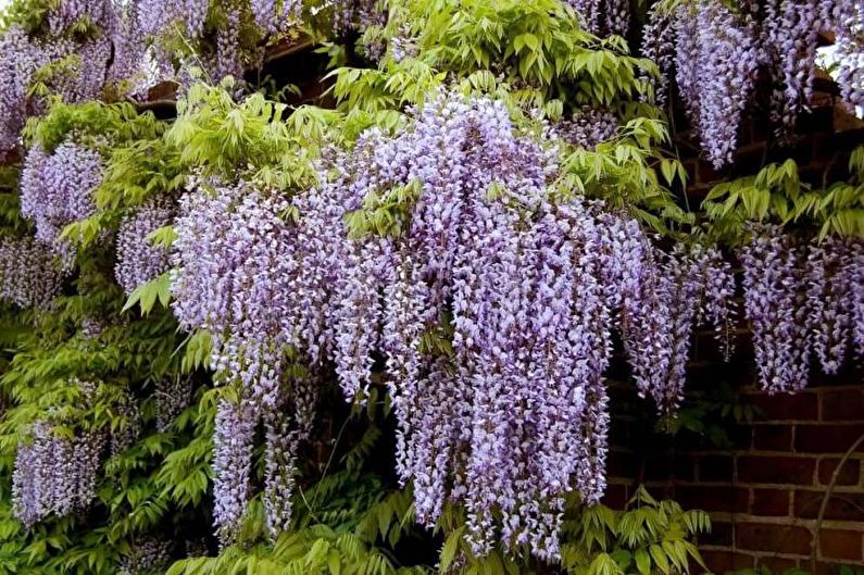 Glyzinienvermehrung durch Stecklinge im Frühling