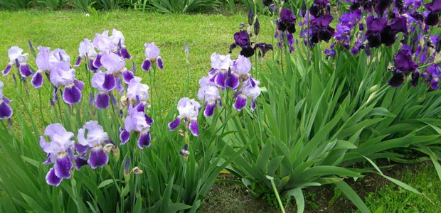 Xiphium Pflanzung und Pflege