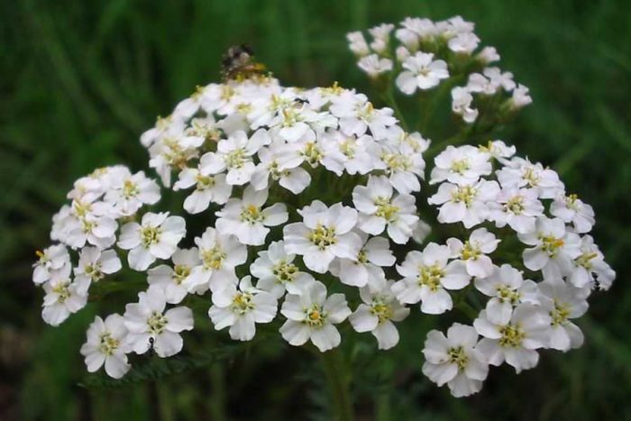 Schafgarbe 'Perle' – Anzucht aus Samen