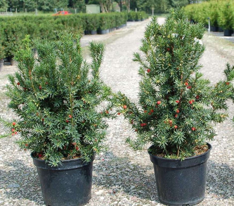 Mittel-Eibe Hicksii: Pflanzen und Pflege