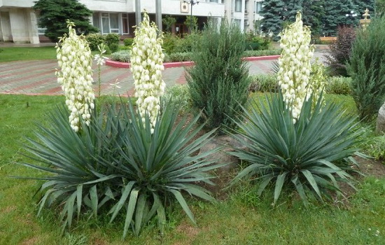 Yucca glauca: Pflanzen und Pflege