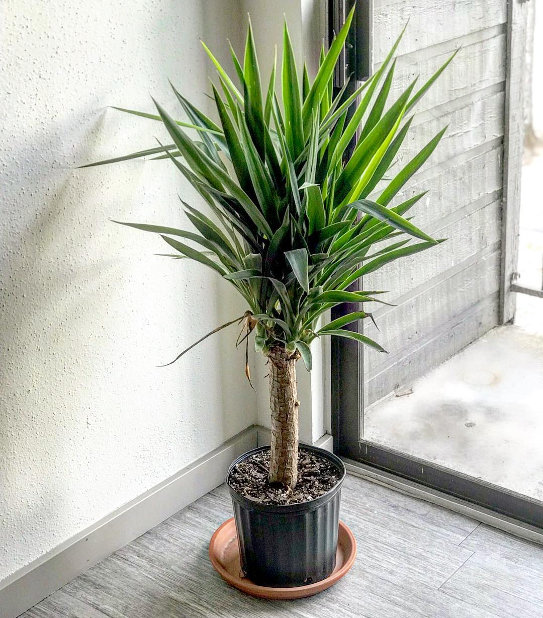 Yucca Zimmerpflanze: Pflanzen und Pflege