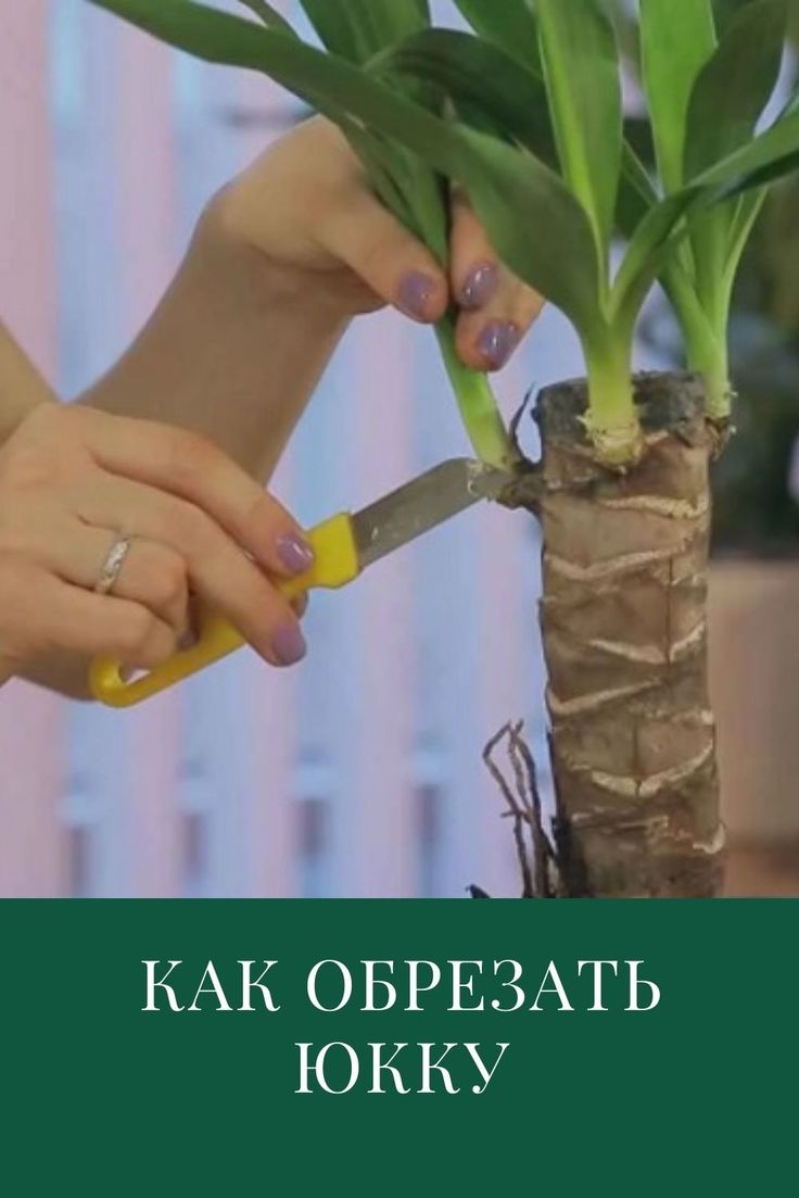 Wie beschneide ich eine Yucca für die Verzweigung?