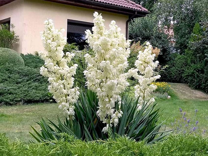 Herbstpflanzung von Yucca ins Freiland