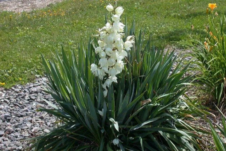 Yucca: Überwinterung im Freiland
