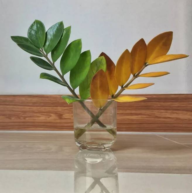 Zamioculcas: Vermehrung durch Blatt im Wasser
