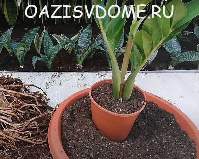 Erde für das Umtopfen von Zamioculcas