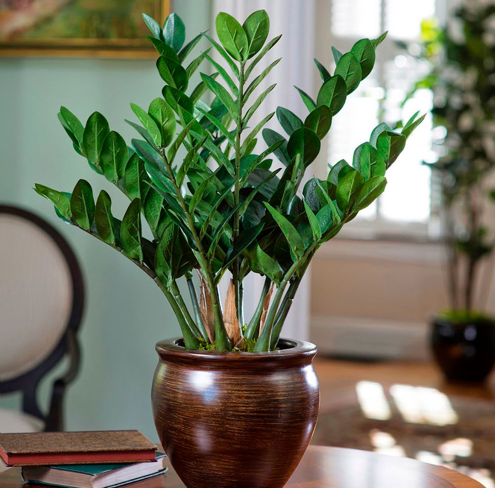 Pflanzung von Zamioculcas zu Hause